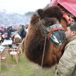43-uluslararasi-efes-selcuk-deve-guresleri-festivali-heyecani-basliyor.jpg