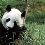asyanin-vahsi-sirlari-ozel-13-eylul-cumartesi-20-00de-national-geographic-wild-ekranlarinda-izleyicilerle-bulusuyor.jpg