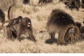 maymun-savaslari-28-eylul-pazar-20-00de-national-geographic-wild-ekranlarinda.jpg