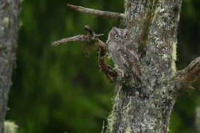 alaskanin-kahramanlari-minik-kahramanlar-ozel-4-ekim-cumartesi-20-00de-national-geographic-wild-ekranlarinda.jpg