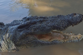 timsah-avustralyanin-hayatta-kalani-5-ekim-pazar-20-00de-national-geographic-wild-ekranlarinda.jpg
