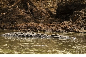 timsah-savaslari-grumeti-ve-mara-26-ekim-pazar-20-00de-national-geographic-wild-ekranlarinda.jpg