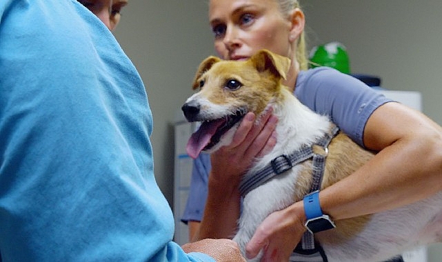 ‘Heartland Veterinerleri: Pati ve Pençe’, 3 Kasım Pazartesi 21.00’de National Geographic WILD Ekranlarında İzleyicilerle Buluşuyor!