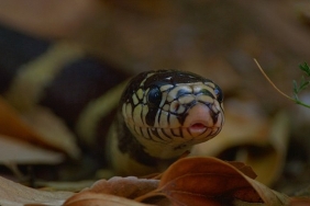 3-bolumden-olusan-yilanlarin-gizli-dunyasi-1-mart-pazar-20-00de-national-geographic-wild-ekranlarinda.jpg