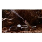 zehir-dosyalari-yilan-isiriginin-anatomisi-29-mart-pazar-20-00de-national-geographic-wild-ekranlarinda.jpg