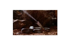 zehir-dosyalari-yilan-isiriginin-anatomisi-29-mart-pazar-20-00de-national-geographic-wild-ekranlarinda.jpg