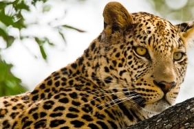 kalahari-afrikanin-gizli-colu-19-nisan-pazar-20-00de-national-geographic-wild-ekranlarinda-izleyicilerle-bulusuyor.jpg