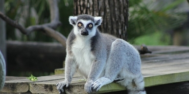 iki-bolumden-olusan-tampanin-sirlari-ozel-4-mayis-pazartesi-saat-20-00de-national-geographic-wild-ekranlarinda-izleyicilerle-bulusuyor.jpg