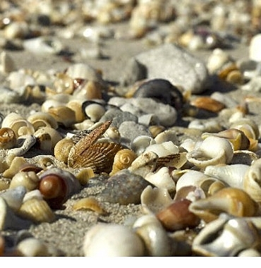 deniz-kabuklari-doganin-eseri-21-haziran-pazar-saat-20-00de-national-geographic-wild-ekranlarinda.jpg