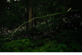 doganin-isiltisi-7-haziran-pazar-saat-20-00de-national-geographic-wild-ekranlarinda-izleyicilerle-bulusuyor.jpg