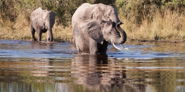 afrikanin-gizemli-nehri-1-agustos-cumartesi-saat-20-00de-national-geographic-wild-ekranlarinda-izleyicilerle-bulusuyor.jpg