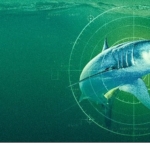 dunyanin-en-buyuk-mako-kopekbaligi-19-temmuz-pazar-saat-20-00de-national-geographic-wild-ekranlarinda.jpg