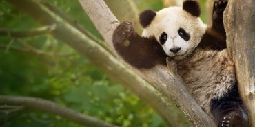 izleyicileri-eglenceli-bir-yolculuga-cikaracak-panda-akademisi-2-agustos-pazar-saat-20-00de-national-geographic-wild-ekranlarinda-basliyor.jpg