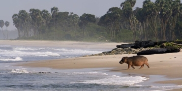 gabonun-sorfculeri-ormandan-okyanusa-22-agustos-cumartesi-saat-20-00de-national-geographic-wild-ekranlarinda-izleyicilerle-bulusuyor.jpg