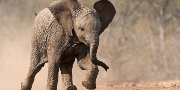 kucuk-devler-23-agustos-pazar-saat-20-00de-national-geographic-wild-ekranlarinda.jpg